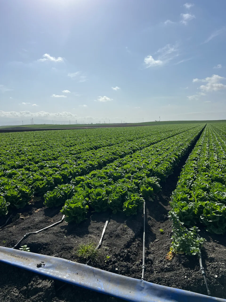 Rows of leafy vegetables with drip irrigation lines extending through the field.
