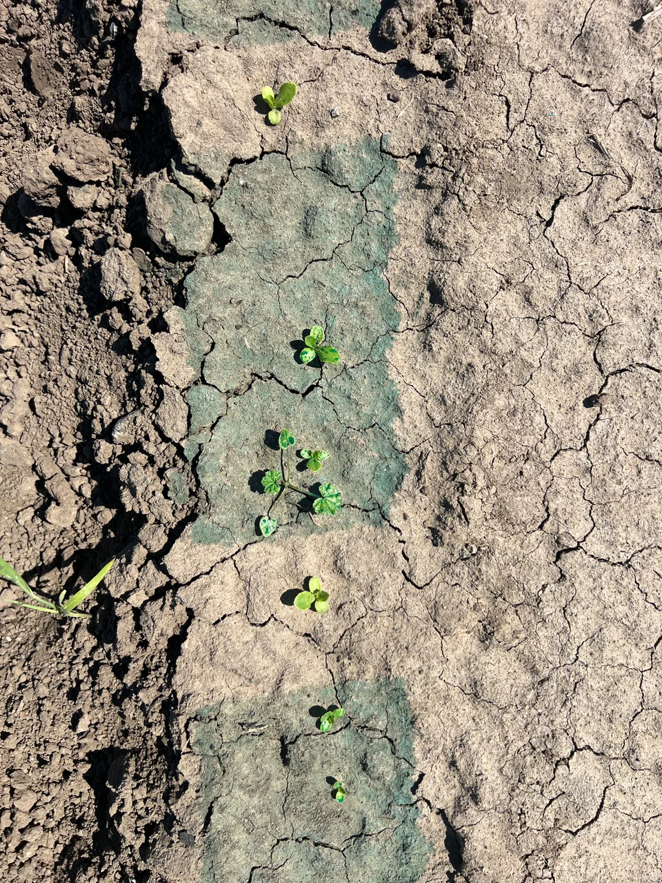 Young seedlings and weeds growing in a row of dry soil with green markings.