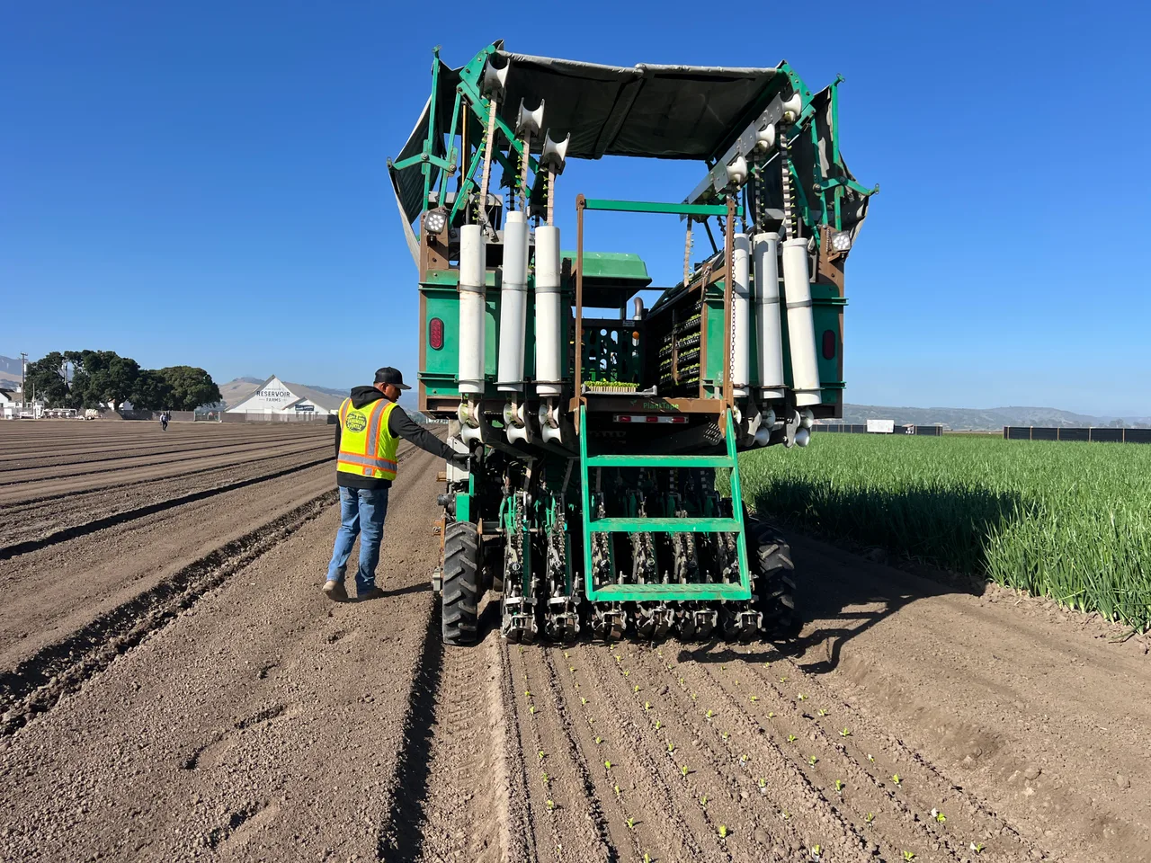 A green transplanting machine and an operator beside newly planted vegetable rows.