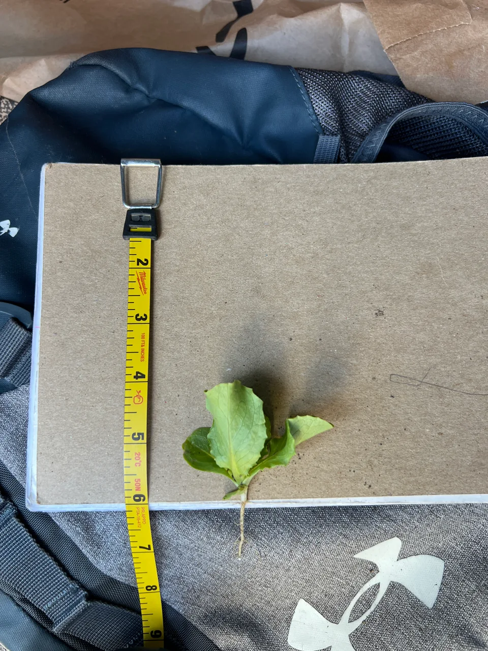 A small lettuce plant with exposed roots beside a measuring tape on a clipboard.