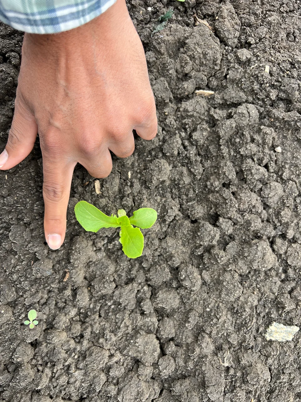 A hand points beside a young lettuce plant growing in the soil.