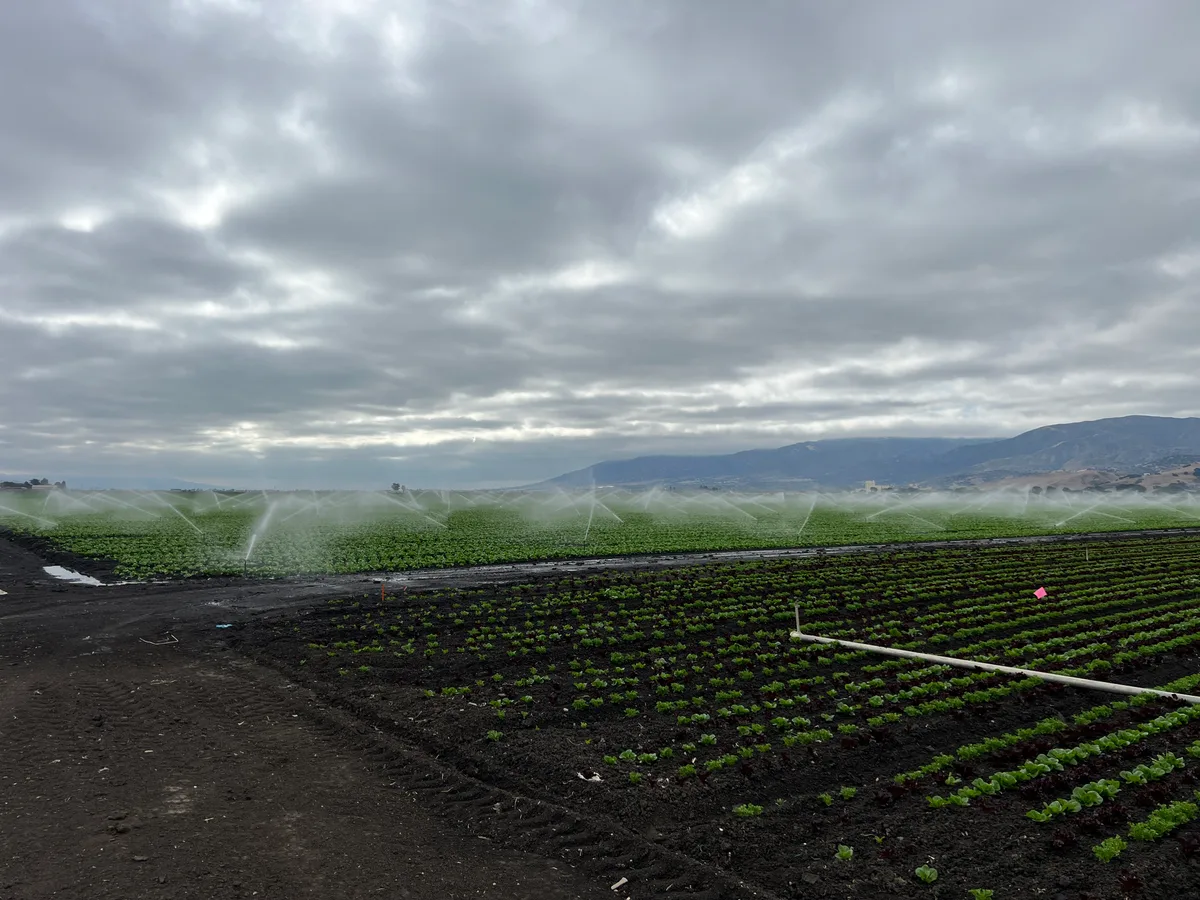 Sprinklers irrigating vegetable trial plots in the Salinas Valley.