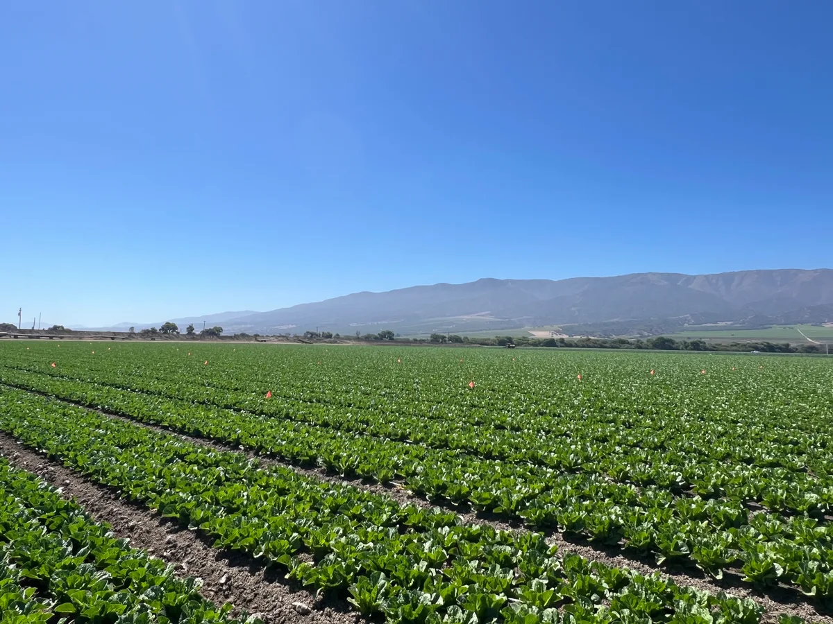 Leafy vegetable trial plots marked with colored flags.
